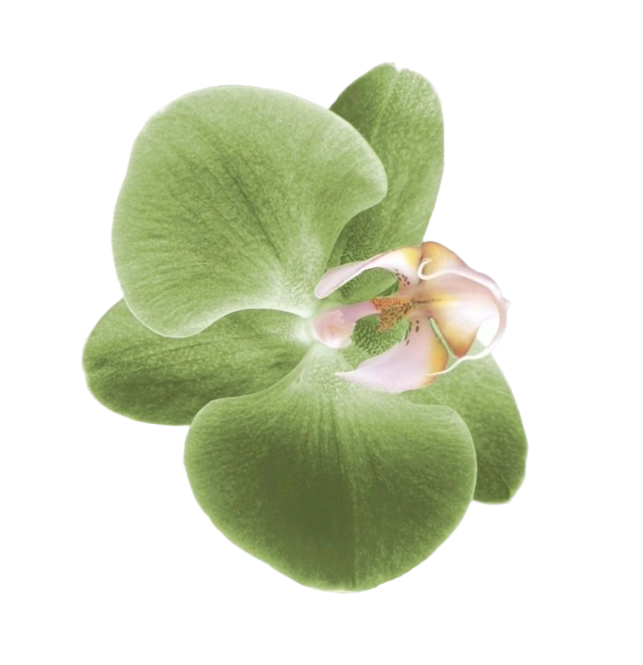 Your evening ritual. Simplified